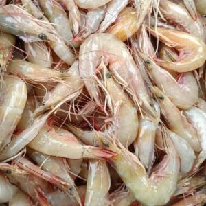 Premium Wild-Caught Ming Prawn 明虾 L