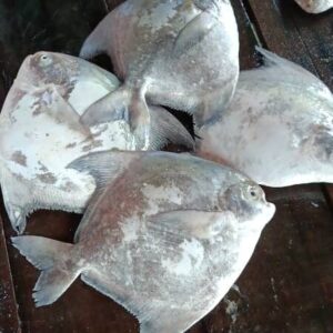 Premium Pomfret Fish 鲳鱼