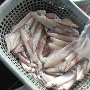 Fresh Premium Wild-Caught Squid 苏东/鱿鱼